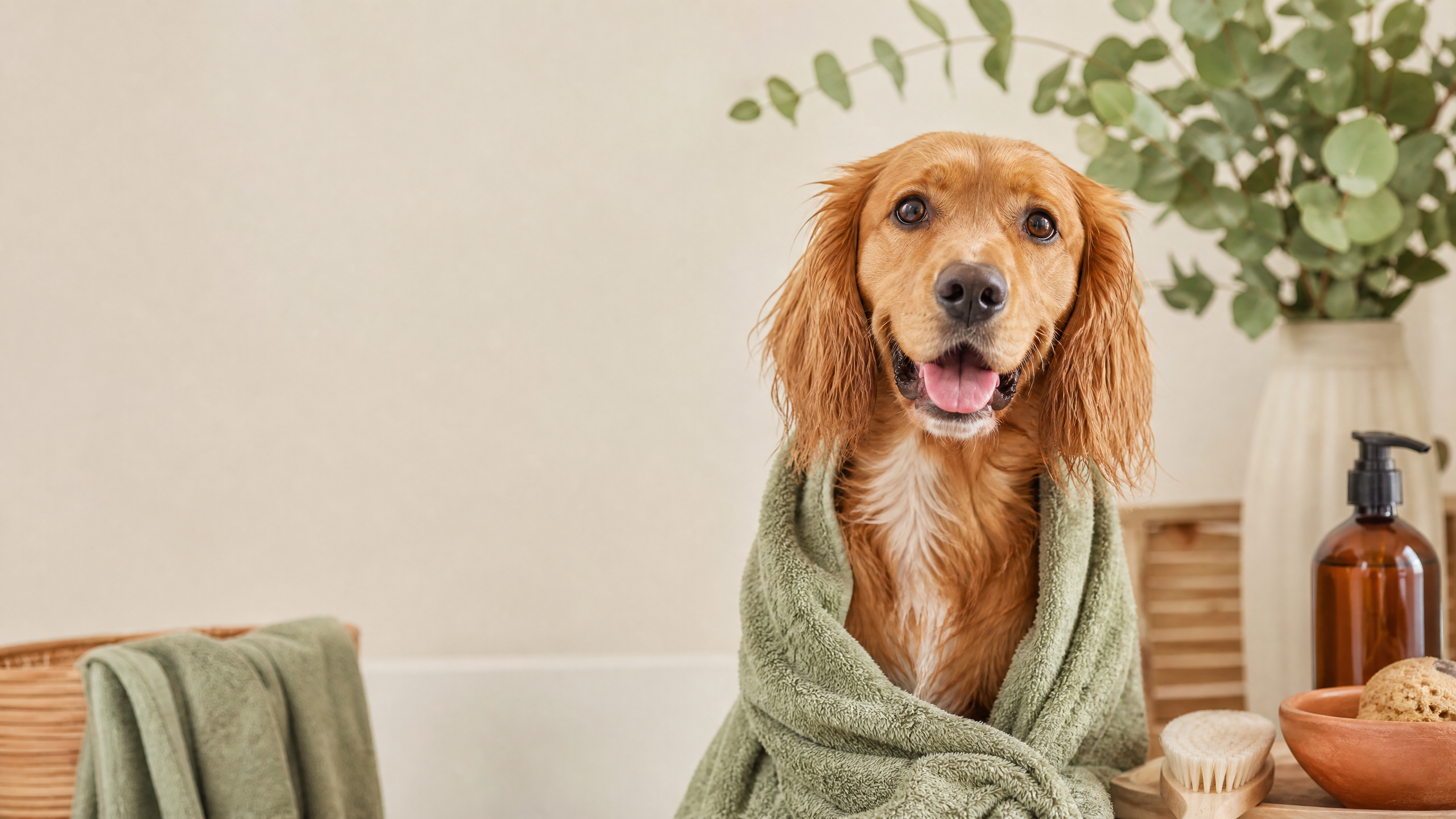 ¿Por qué mi perro tiene mal olor? Causas y cómo evitarlo