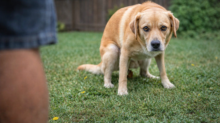 Why Does My Dog Stare at Me While Pooping? A Vet Explains