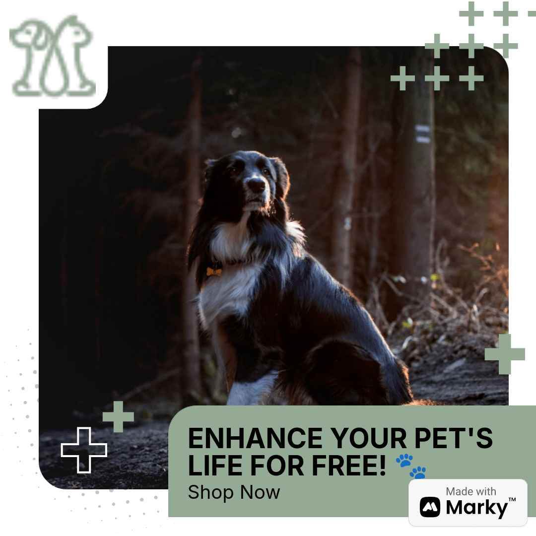 Enhance Your Pet's Life for Free: A Guide to Happiness and Convenience - Moment Pets