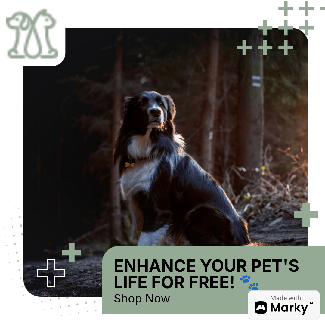 Enhance Your Pet's Life for Free: A Guide to Happiness and Convenience - Moment Pets | Everything Your Pet Needs