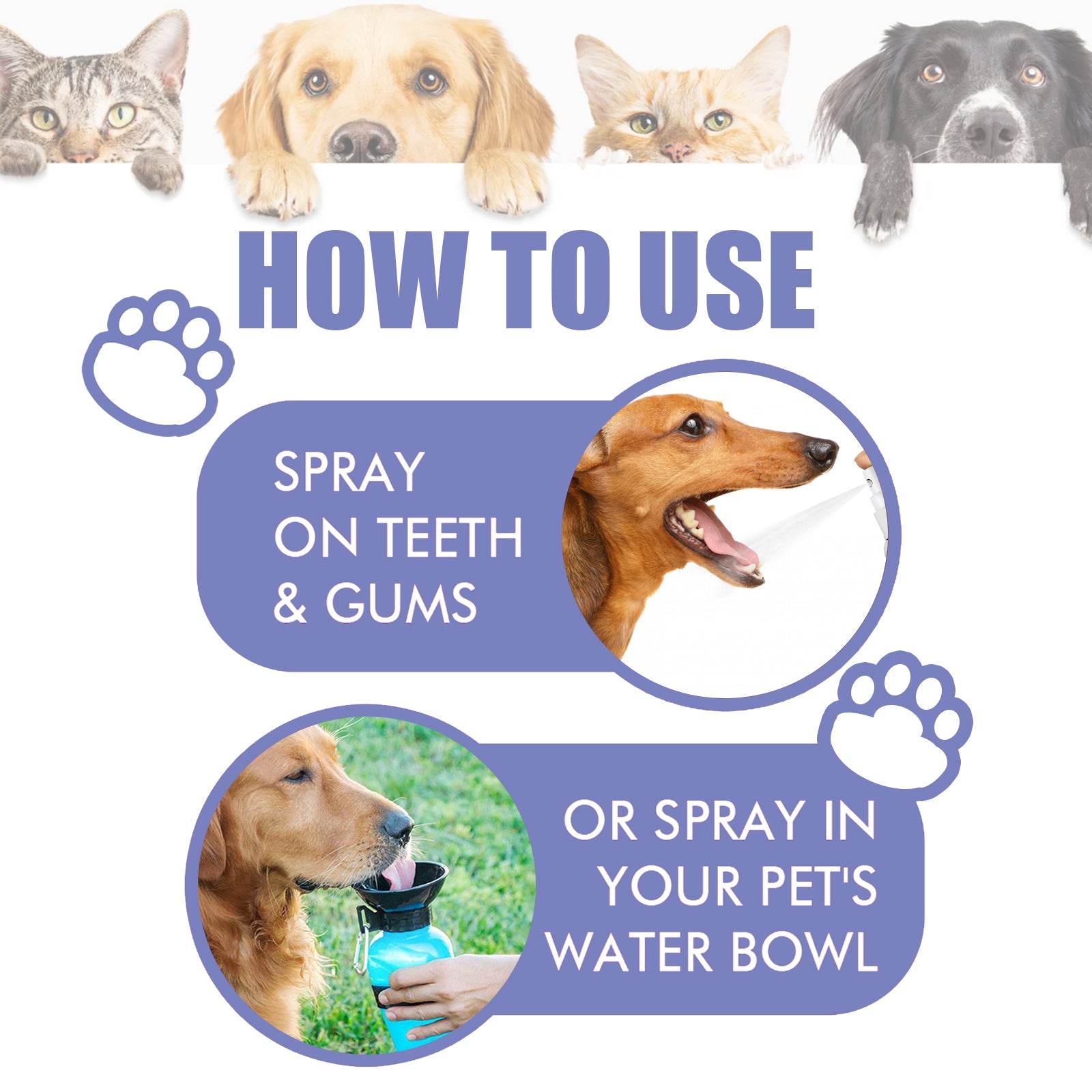 Cats & Dogs Tooth Spray - Moment Pets