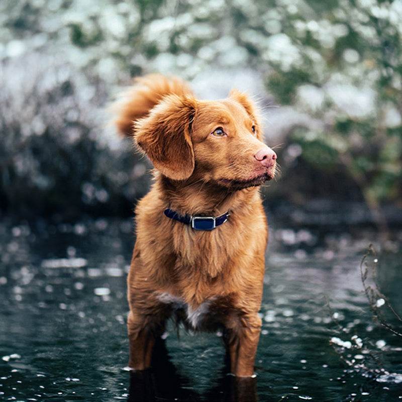 Smart GPS Pet Tracker - Moment Pets