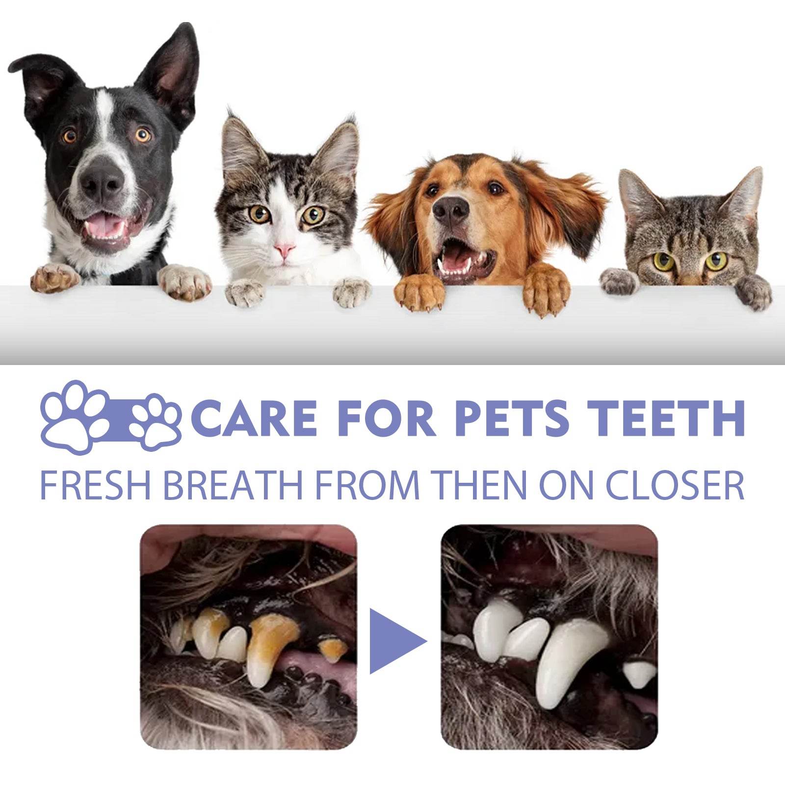 Cats & Dogs Tooth Spray - Moment Pets