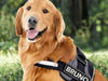 Custom ID Dog Harness - Moment Pets | Everything Your Pet Needs