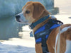 Custom ID Dog Harness - Moment Pets | Everything Your Pet Needs