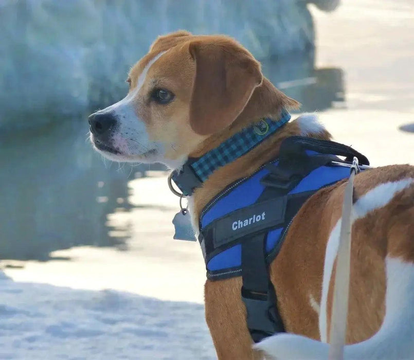 Custom ID Dog Harness - Moment Pets | Everything Your Pet Needs