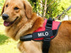 Custom ID Dog Harness - Moment Pets | Everything Your Pet Needs