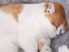 Fluffy Cat Bed House - Moment Pets | Everything Your Pet Needs