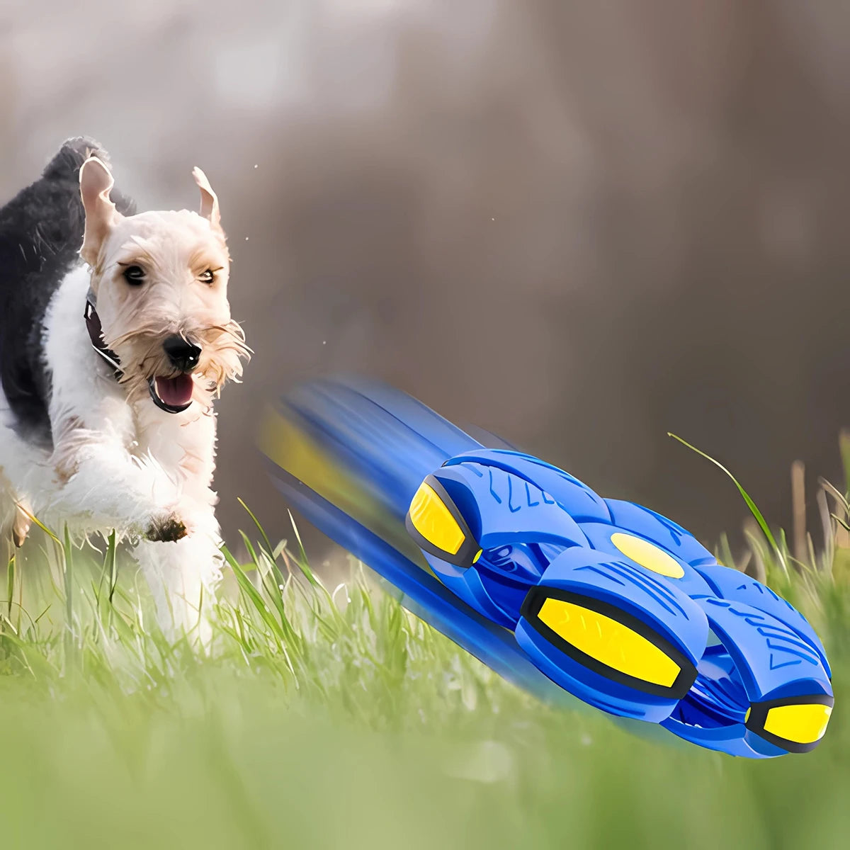 Dog Flying Saucer Ball - Moment Pets