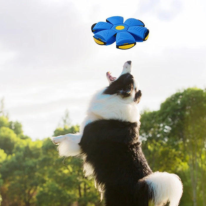 Dog Flying Saucer Ball