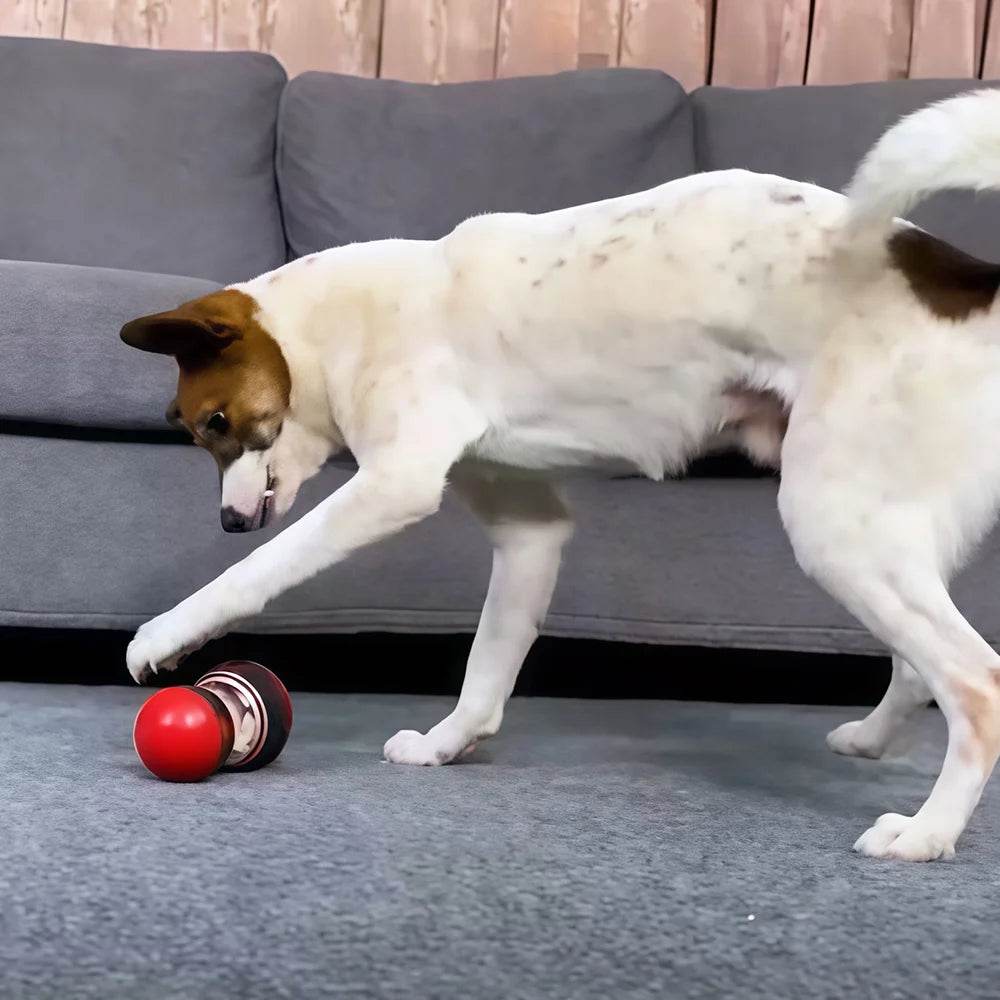 Interactive Dog Toy Small - Moment Pets
