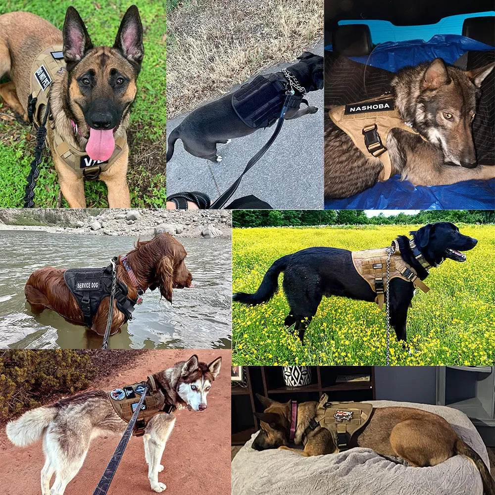 Heavy-Duty Dog Harness Set - Moment Pets