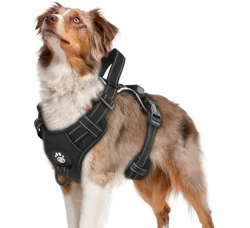 Arnés LED Ergonómico "BrilloSeguro" para mascotas | Paseo y Seguridad - Envío gratis Chile